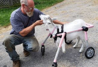Miracle the Bionic Goat